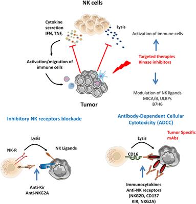 Patient’s Natural Killer Cells in the Era of Targeted Therapies: Role for Tumor Killers